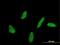 Ubiquitin Conjugating Enzyme E2 U antibody, MA5-23084, Invitrogen Antibodies, Immunofluorescence image 