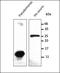 Azurin antibody, orb379723, Biorbyt, Western Blot image 