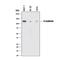 Cadherin 1 antibody, MAB18382, R&D Systems, Western Blot image 