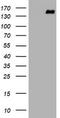 Protocadherin 7 antibody, CF505443, Origene, Western Blot image 