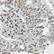 Pleckstrin Homology Domain Containing M3 antibody, NBP1-90600, Novus Biologicals, Immunohistochemistry frozen image 