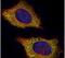 VPS28 Subunit Of ESCRT-I antibody, PA5-30553, Invitrogen Antibodies, Immunofluorescence image 