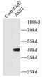 IBAT antibody, FNab00626, FineTest, Immunoprecipitation image 