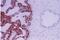 Apurinic/Apyrimidinic Endodeoxyribonuclease 1 antibody, NB100-101, Novus Biologicals, Immunohistochemistry frozen image 