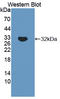 Tenascin XB antibody, LS-C374268, Lifespan Biosciences, Western Blot image 