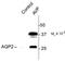 Aquaporin 2 antibody, PA5-35387, Invitrogen Antibodies, Western Blot image 