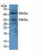 Epidermal growth factor-like protein 7 antibody, LS-C373760, Lifespan Biosciences, Western Blot image 