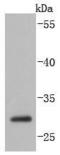 Caspase 14 antibody, A05143, Boster Biological Technology, Western Blot image 