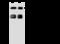 Paternally Expressed 10 antibody, 202941-T46, Sino Biological, Western Blot image 