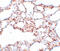 Zinc Finger And SCAN Domain Containing 4 antibody, 5611, ProSci, Immunohistochemistry frozen image 