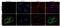 Lipocalin 2 antibody, 711280, Invitrogen Antibodies, Immunofluorescence image 