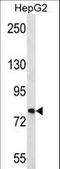 Fibronectin Type III Domain Containing 7 antibody, LS-C166198, Lifespan Biosciences, Western Blot image 