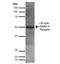 GABA(A) receptor subunit alpha-2 antibody, NBP2-59325, Novus Biologicals, Western Blot image 