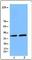 Caspase 1 antibody, 645101, BioLegend, Western Blot image 