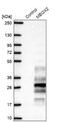 Mesenchyme Homeobox 2 antibody, NBP2-30647, Novus Biologicals, Western Blot image 