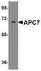 Anaphase-promoting complex subunit 7 antibody, NBP1-77379, Novus Biologicals, Western Blot image 