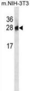 Phosphoserine Phosphatase antibody, abx031444, Abbexa, Western Blot image 