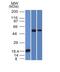 TOX High Mobility Group Box Family Member 3 antibody, MBS439154, MyBioSource, Western Blot image 