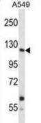 Insulin Receptor Related Receptor antibody, abx028305, Abbexa, Western Blot image 