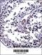 Interleukin 25 antibody, 57-895, ProSci, Immunohistochemistry frozen image 