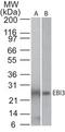 Interleukin-27 subunit beta antibody, TA336882, Origene, Western Blot image 