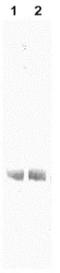 Albumin antibody, NB600-868, Novus Biologicals, Western Blot image 