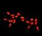 Androgen Receptor antibody, ab133273, Abcam, Immunocytochemistry image 