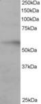 Interferon Regulatory Factor 6 antibody, 45-781, ProSci, Enzyme Linked Immunosorbent Assay image 