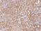 Sorting Nexin Family Member 21 antibody, 204635-T08, Sino Biological, Immunohistochemistry frozen image 