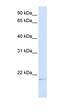 Chromosome 14 Open Reading Frame 180 antibody, orb325166, Biorbyt, Western Blot image 