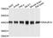 DnaJ Heat Shock Protein Family (Hsp40) Member B14 antibody, orb373272, Biorbyt, Western Blot image 