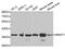 MNAT1 Component Of CDK Activating Kinase antibody, PA5-37378, Invitrogen Antibodies, Western Blot image 