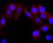 2',3'-Cyclic Nucleotide 3' Phosphodiesterase antibody, A01017-3, Boster Biological Technology, Immunocytochemistry image 