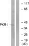 Prokineticin Receptor 1 antibody, abx015470, Abbexa, Western Blot image 