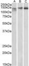 Stromal Antigen 2 antibody, PA5-19217, Invitrogen Antibodies, Western Blot image 