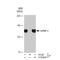 Heterogeneous Nuclear Ribonucleoprotein U antibody, GTX02839, GeneTex, Immunoprecipitation image 