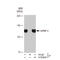 pp120 antibody, GTX02839, GeneTex, Immunoprecipitation image 