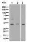 Interleukin 12A antibody, ab131039, Abcam, Western Blot image 