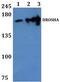 Drosha Ribonuclease III antibody, PA5-75920, Invitrogen Antibodies, Western Blot image 