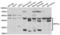 Ret Finger Protein Like 2 antibody, LS-C349250, Lifespan Biosciences, Western Blot image 