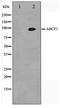 ATP Binding Cassette Subfamily F Member 1 antibody, TA347575, Origene, Western Blot image 