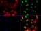 Nibrin antibody, LS-C796844, Lifespan Biosciences, Immunofluorescence image 