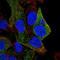 Caveolae Associated Protein 2 antibody, HPA062122, Atlas Antibodies, Immunofluorescence image 