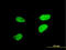 Activating Transcription Factor 2 antibody, LS-C133134, Lifespan Biosciences, Immunofluorescence image 