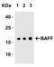 TNF Superfamily Member 13b antibody, 2221, QED Bioscience, Western Blot image 