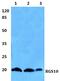 Regulator Of G Protein Signaling 10 antibody, PA5-75559, Invitrogen Antibodies, Western Blot image 