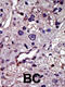 Cytidine/Uridine Monophosphate Kinase 1 antibody, 63-410, ProSci, Immunohistochemistry paraffin image 