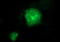 Thioredoxin-related transmembrane protein 1 antibody, LS-C788370, Lifespan Biosciences, Immunofluorescence image 