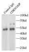 CDKN2A Interacting Protein antibody, FNab01566, FineTest, Immunoprecipitation image 