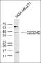C2 Calcium Dependent Domain Containing 4D antibody, orb156025, Biorbyt, Western Blot image 
